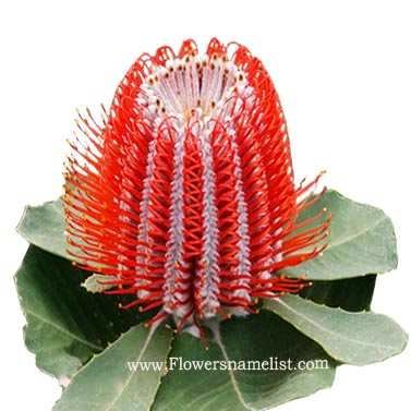amazing flowers