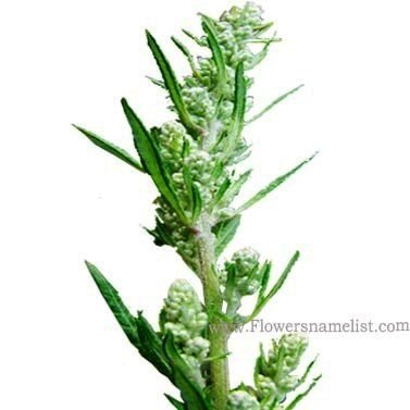 Artemisia vulgaris Knospen