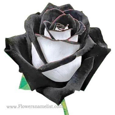 Black Rose Halfatty