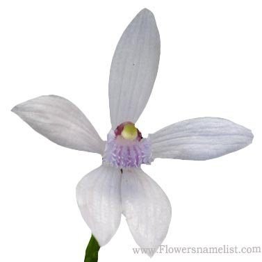 Blue Beard Orchid White