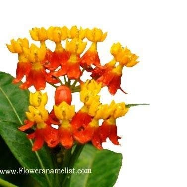 Butterfly Mexican Weed (Orange)