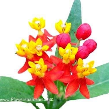 Butterfly Weed Mexican