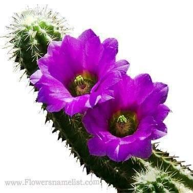 Cactus purple Flower