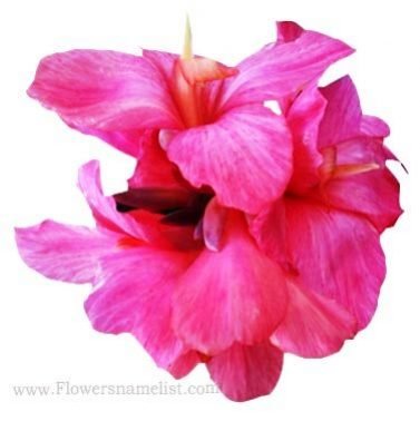 Canna Flower Pink