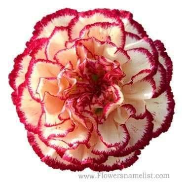 Carnation Red & White