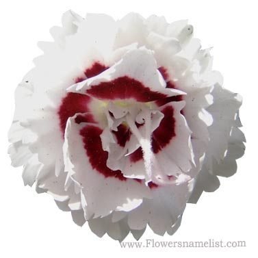 Carnation Single Red and White