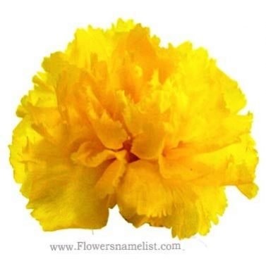 Carnation yellow