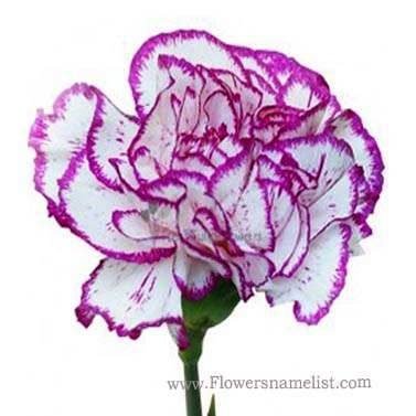 Carnations Purple And White