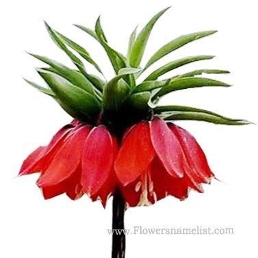 Crown Imperial red