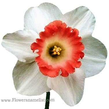 Daffodil Narcissus Pink Charm
