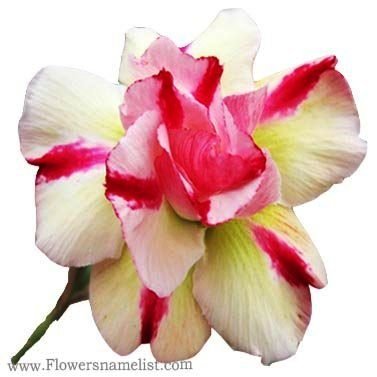 Desert Rose Adenium hybrid (double flower)