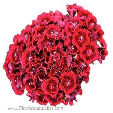 Dianthus barbatus 'Barbarini Red Rose Bicolor'