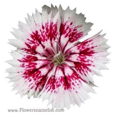 Dianthus chinensis Clavelina
