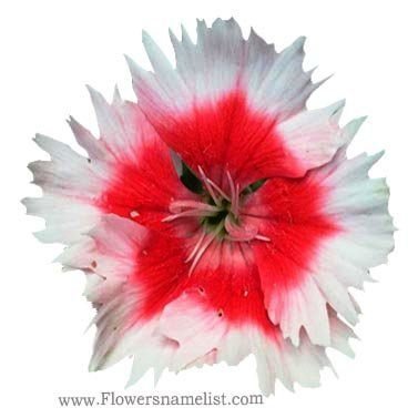 Dianthus chinensis red and white