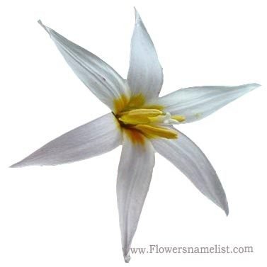Erythronium albidum flower