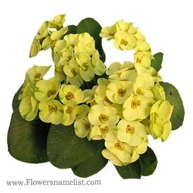 Euphorbia milii name King of yellow dream