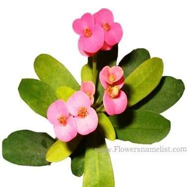 Euphorbia milii pink