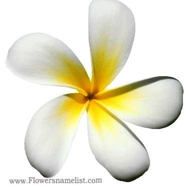 Evergreen plumeria white flower