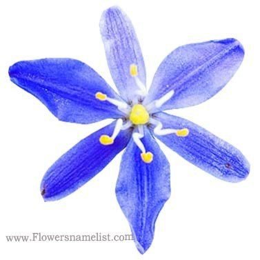 Flax Lily Blue (Dianella caerulea)