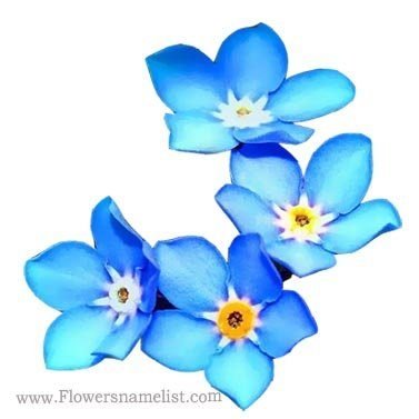 Forget Me Not, Blue Flowers