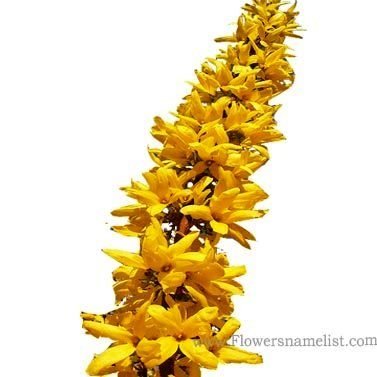 Forsythia hardy yellow flowers