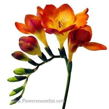 Freesia Orange Flower