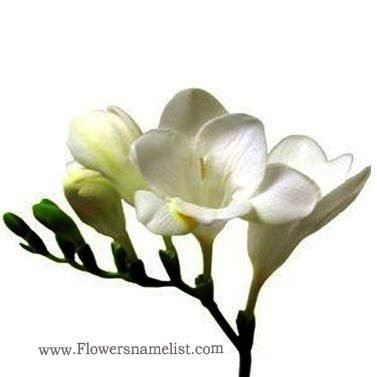 Freesia white Flower