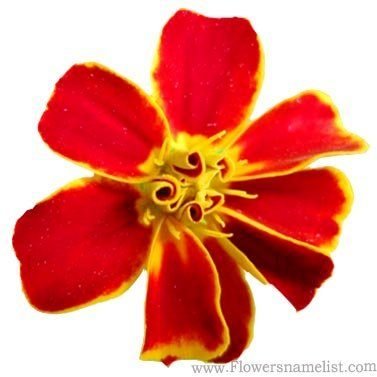 French Marigold Yellow Red