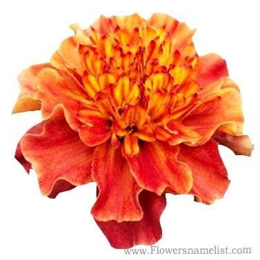 French marigold pink