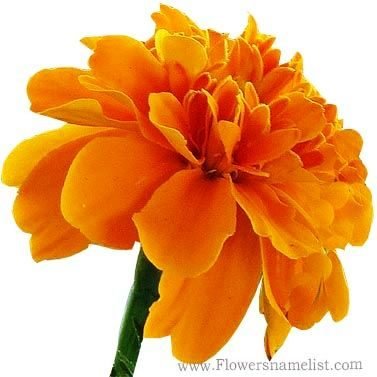 French marigold yellow