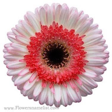 Gerbera Daisy White and Pink Super