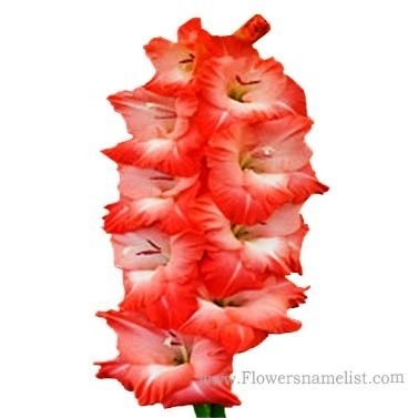 Gladiolus British