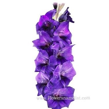 Gladiolus Deep Purple