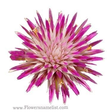 Gomphrena canescens, Pink Billy Button