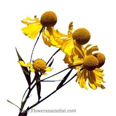Helenium autumnale yellow