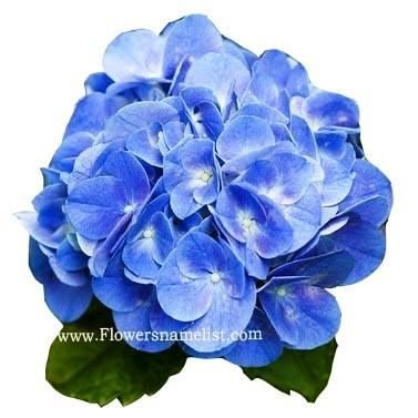 Hydrangea Azure Blue Hortensia
