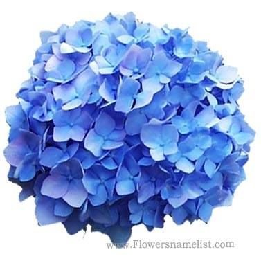 Hydrangea Glory Blue
