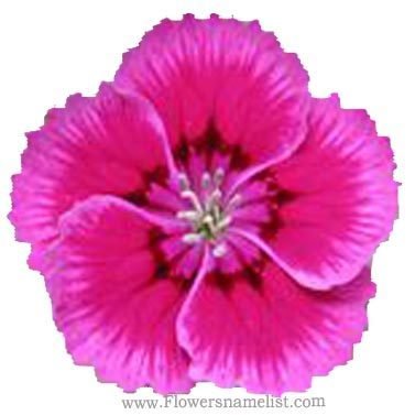 'Indian Pink Dianthus