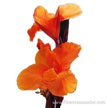 Iris Orange