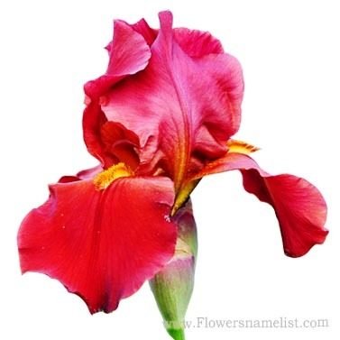 Iris Orchid Red
