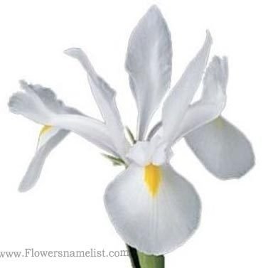 Iris White Blanca Flower