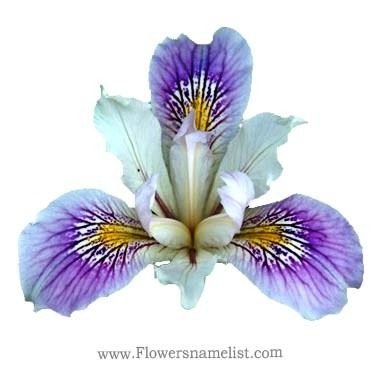 Iris White Flower