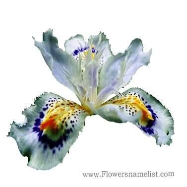Iris White Orchid japanies