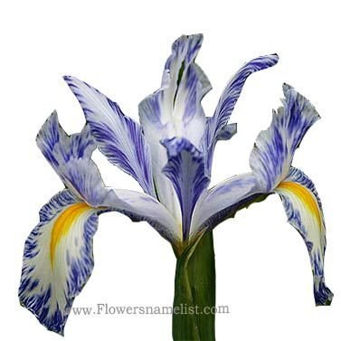 Iris xiphium 'Delft Blue