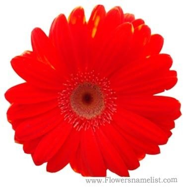 Kaffir Lily red gerbera daisy flower