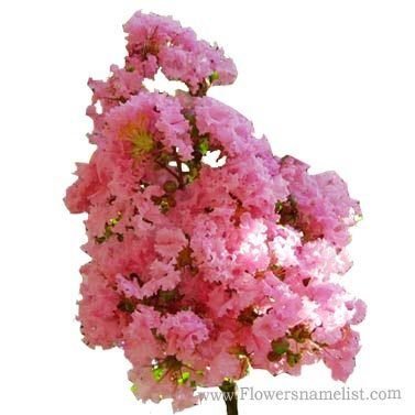 Lagerstroemia Pale Pink