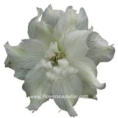 Larkspur white flower