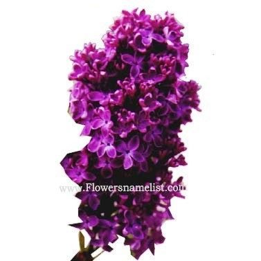 Lilac single dark purple