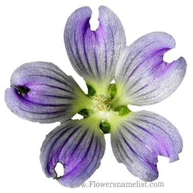 Malva australiana flower