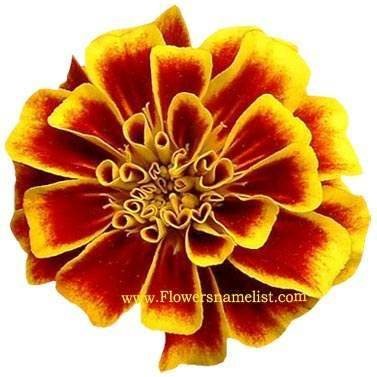 Marigold October Birth Flower